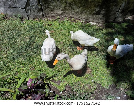 This native Indonesian duck has two colors, namely white and brown