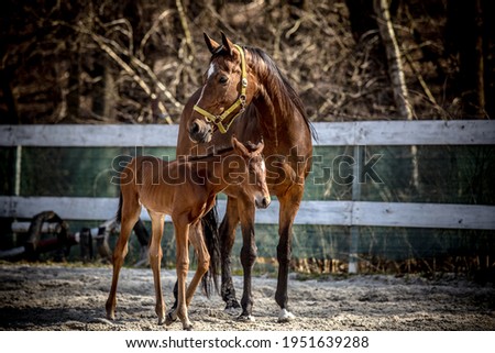 Mare and foal in the paddock