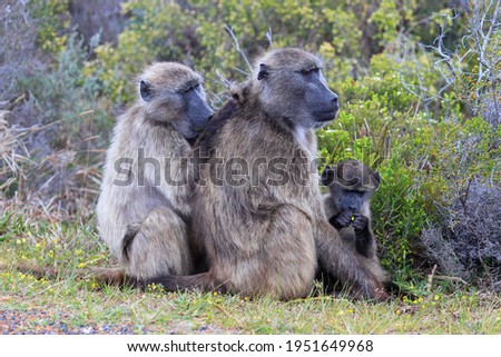Family of baboons with baby and flower sitting and grooming on Cape of Good Hope in South Africa 
