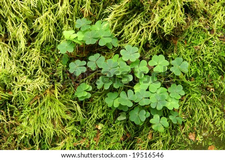 Patch of Three Leaf Clover with Moss Background Horizontal