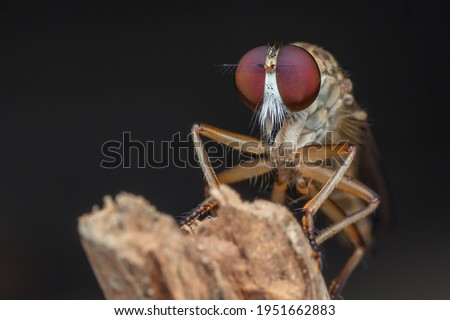 Robberfly with prey in close up photo