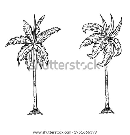 tree sketch vector illustration,
isolated on white background.top view