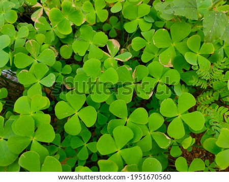 The picture consist of green coloured marsilea Quadri folia L. plant 