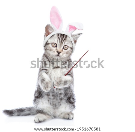 Tabby kitten wearing easter rabbits ears points away on empty space. Isolated on white background.