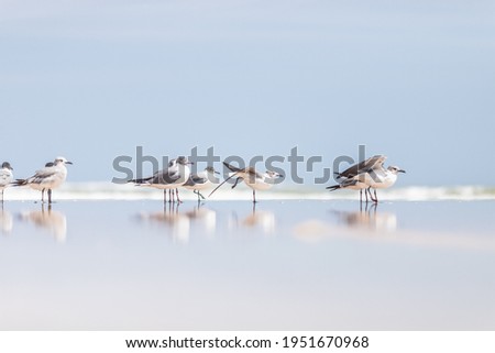 Small birds on the shores of Florida Royalty-Free Stock Photo #1951670968