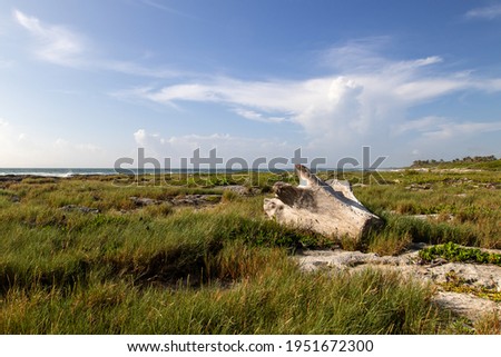Landscape photo in the wetlands of Sian Kaan Biosphere Reserve with a log into the marshes area