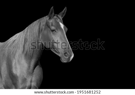 Beautiful Horse Standing In The Black Black Background