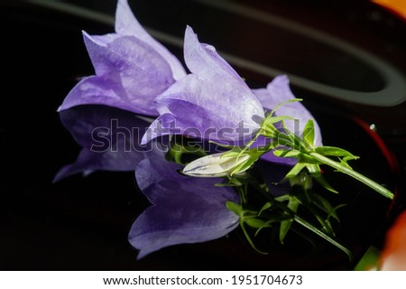 Blue bell flower. Is one of several genera of flowering plants in the family Campanulaceae with the common name bellflower