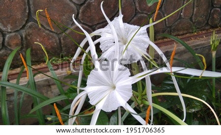 Close Up Spider Lilies Hymenocallis Speciosa Stock Image