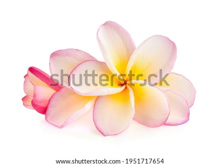 Tropical flowers frangipani (plumeria) isolated on white