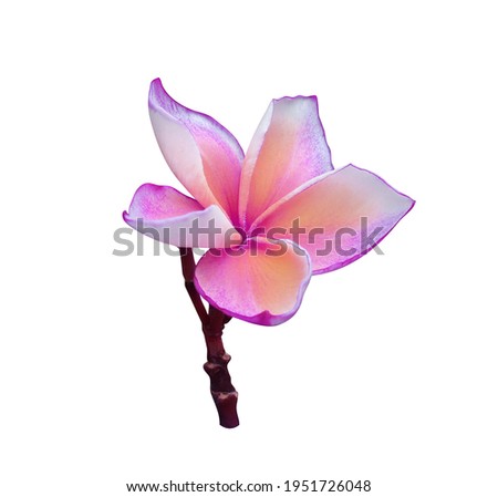 Plumeria, Frangipani, Temple tree,  Close up beautiful pink-purple frangipani flowers bouquet on stalk isolated on white background with clipping path. Close up tropical flower.