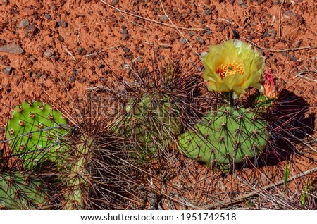 Flowering cactus plants, Yellow flowers of Opuntia polyacantha in Canyonlands National Park, Utha USA