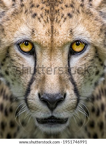 cheetah portrait face close up photo
