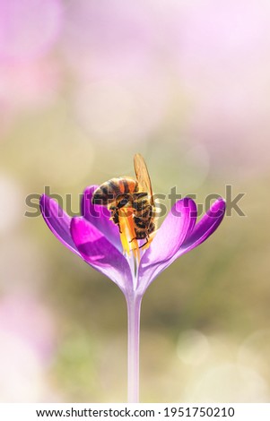 Macro of a bee on a single pink early crocus flower. Isolated subject from blurred, bokeh background. Shallow depth of field, sunshine Royalty-Free Stock Photo #1951750210