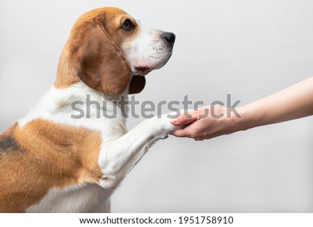 Portrait of a cute adorable beagle dog on a bright gray background. Breed of small hounds. English tricolor beagle. Happy pet dog studio shot. Give a paw command. Human hand holding a dog's paw Royalty-Free Stock Photo #1951758910