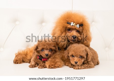 Three Poodle lying in hugs on white sofa and look in camera
