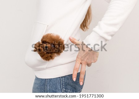 Ginger and little poodle in pocket of white sweatshirt and look in camera.