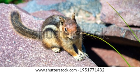 Little Squirrel on a rock in summer season.