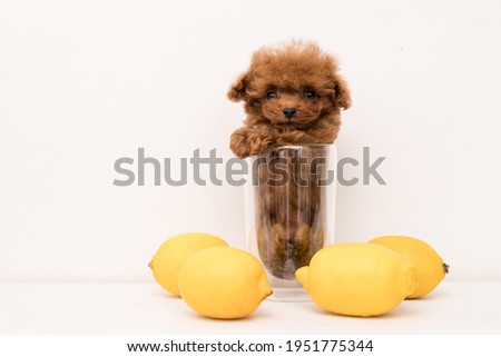 Poodle sit in transparent glass and look in camera