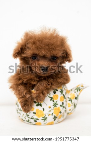 Poodle sit in teapot and look in camera