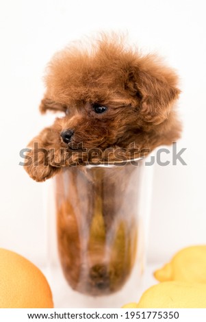 Poodle sit in transparent glass and look away