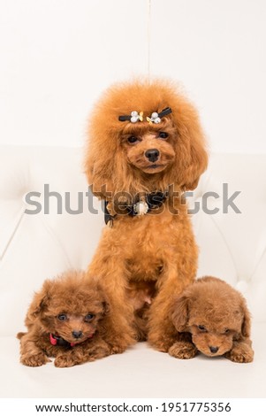 Three Poodle lying and sit on white sofa and look in camera