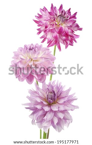 Studio Shot of Fuchsia and Pink Colored Dahlia Flowers Isolated on White Background. Large Depth of Field (DOF). Macro. Symbol of Elegance, Dignity and Good Taste.