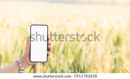 Hand holding a cell phone with a white screen in a barley field
