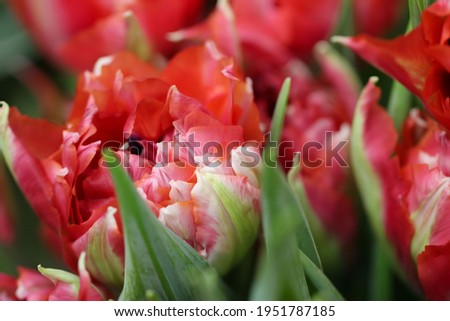 Macro photography of red tulip petals (tulip variety - Vero Red) in selective focus for background, large format