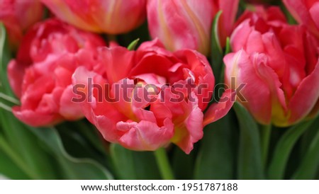 Macro photography of pink tulip petals (tulip variety - San Remo) in selective focus, large format