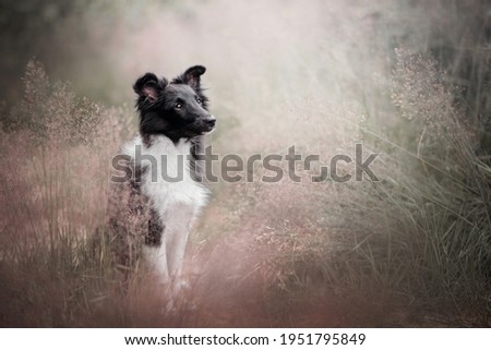 The portrait of Sheltie puppy
