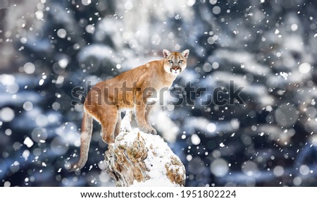 Portrait of a cougar, mountain lion, puma, Winter mountains. Winter scene in wildlife America, snow storm, snowfall. Royalty-Free Stock Photo #1951802224