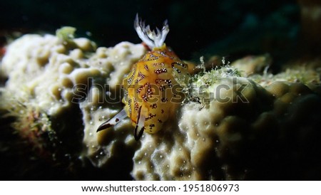 Halgerda tessellata nudibranch macro photography