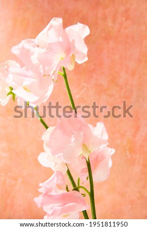 beautiful and cute sweet pea background