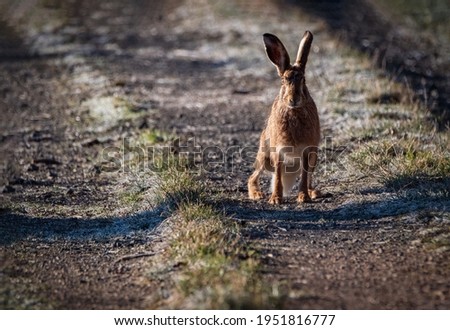 European brown hare. Lepus europaeus. European hare. Rabbit on the ground. Wild rabbit. European wild hare