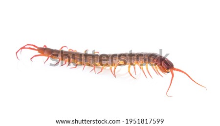centipede on white a background