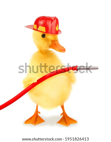 Cute cool duckling fireman duck firefighter with helmet and fire hose funny conceptual image