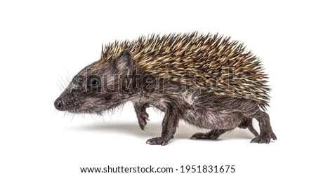 Side view of a baby European hedgehog walking on a white background