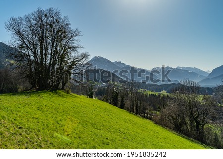 Tree on the steep slope of the mountains of the great valley of Walser. Backlit shot with the mountains of Bludenz and Brand in the background. snow covered Austrian mountains under the sunny blue sky