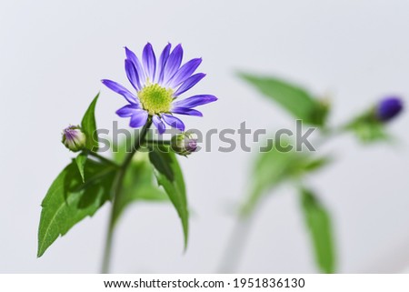 Gymnaster savatieri blooms elegant purple flowers from spring to early summer. Asteraceae plant.