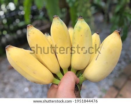 Picture of the hand holds a bunch of bananas (cultivated banana) with the small garden background.
