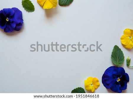 Flower composition. Frame of flowers and leaves of pansies in blue and yellow on a pastel gray background. Free space.