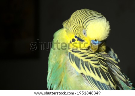 A yellow-green budgie itches on a black background. Closeup Royalty-Free Stock Photo #1951848349