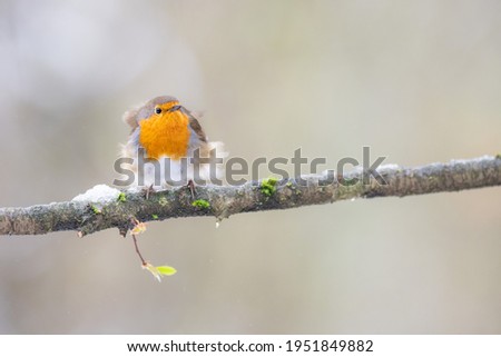 A little european robin, a songbird with wind and snow, perched on a branch in the woods. Spring and snow in one picture.