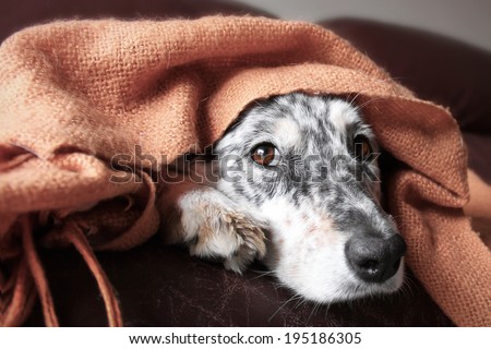 Border collie / Australian shepherd dog under blanket on couch looking hopeful lonely sick tired bored cute thoughtful Royalty-Free Stock Photo #195186305