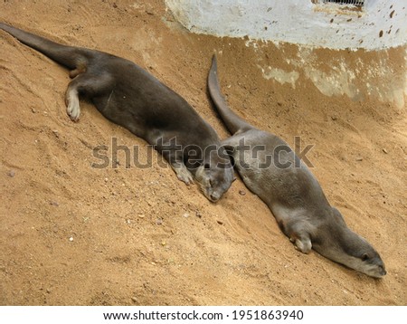 A pair of Asian small clawed otters resting on a sand bank sliding down 