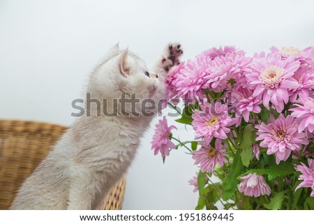 Cute white British kitten with a bouquet of chrysanthemums. Light background, copy space.  