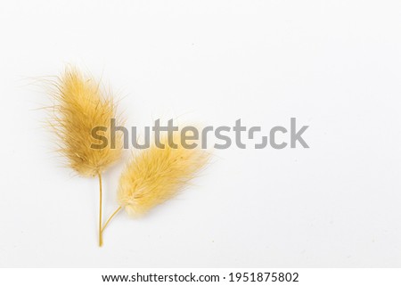 Dried lagurus on a white background flat lay floral composition with copy space photo
