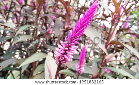 Close Up Amaranth Flower High Res Stock Image