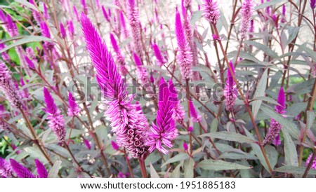 Beauty Amaranth Flower High Res Stock Image